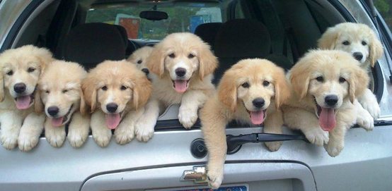 Five golden retriever puppies lined up in the open cargo area of a car.